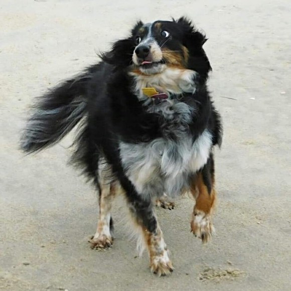 acoswald